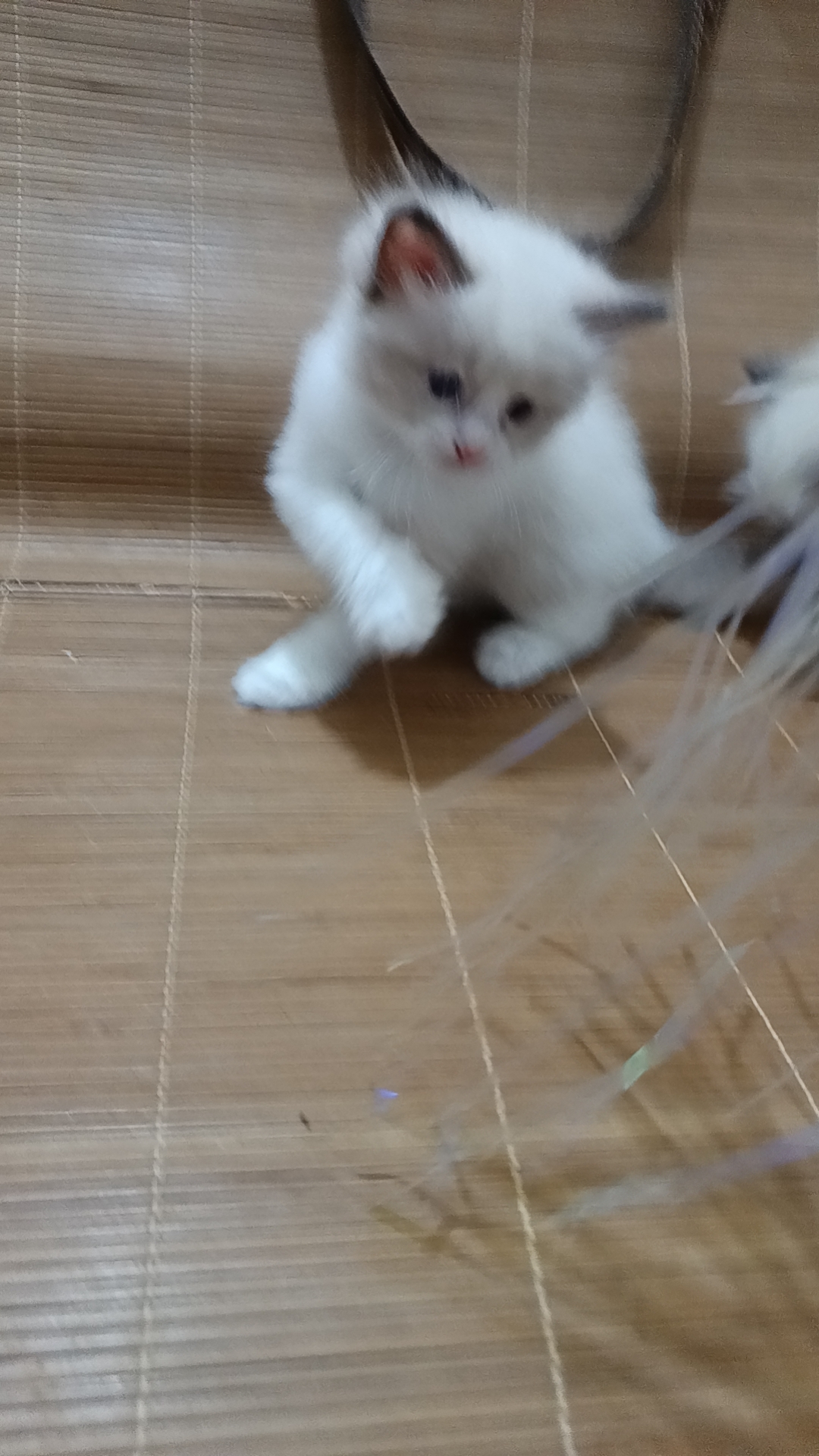 精品蓝双布偶妹妹找小主